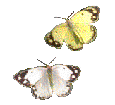 papillon-041.gif